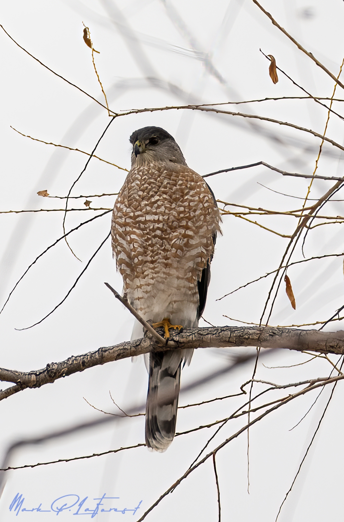 Sparrowhawk, Bosque del Apache National Wildlife Refuge, New Mexico